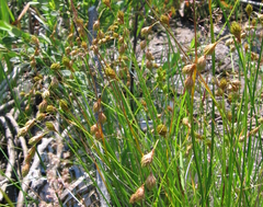Carex hormathodes