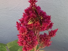 Montezumia ferruginea