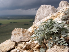 Astragalus permiensis