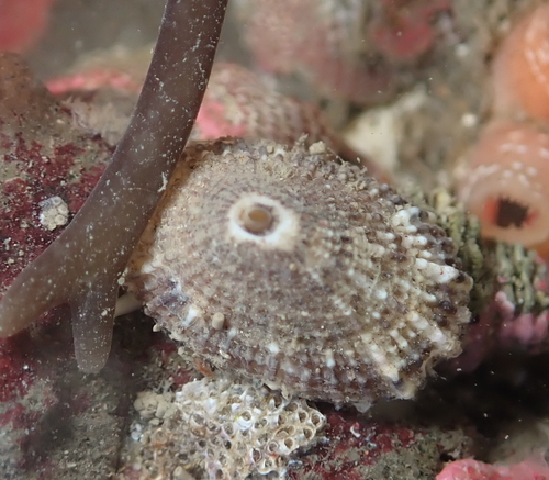 Rough Keyhole Limpet