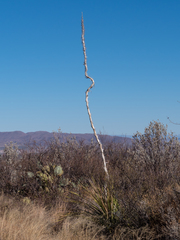 Dasylirion texanum