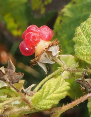 Rubus idaeus strigosus