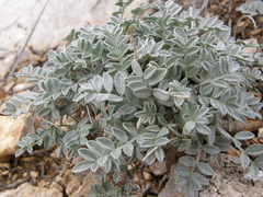 Astragalus permiensis