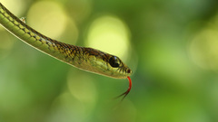 Dendrelaphis caudolineatus