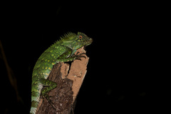 Chameleon Forest Dragon photo 5