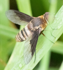 Exoprosopa brevirostris
