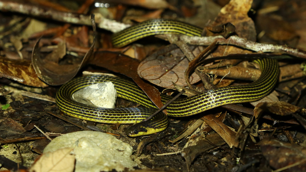 Lined Reed Snake