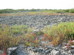 Image of Salicornia depressa