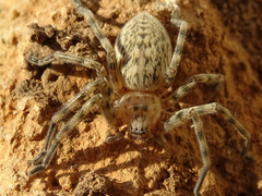 Eusparassus walckenaeri