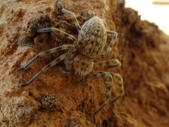 Eusparassus walckenaeri