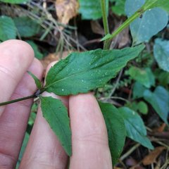 Lobelia sartorii