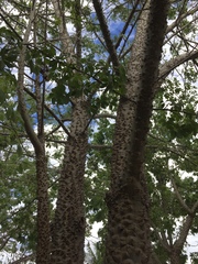 Ceiba schottii
