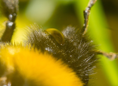 Bombus terrestris