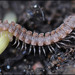Polydesmus angustus - Photo (c) Bee Smith,  זכויות יוצרים חלקיות (CC BY)