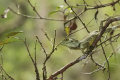 Hypsicalotes kinabaluensis