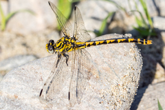 Onychogomphus uncatus