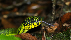 Trimeresurus malcolmi