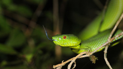 Trimeresurus sabahi sabahi