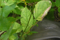 Neolasioptera desmodii