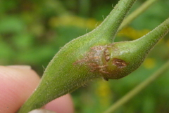 Neolasioptera desmodii