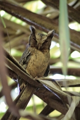 Otus lempiji