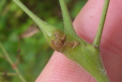 Neolasioptera desmodii