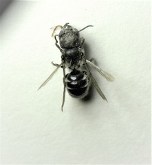 Protosmia rubifloris