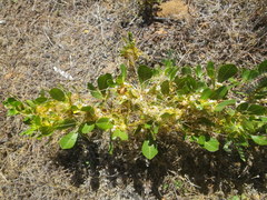 Cuscuta nitida