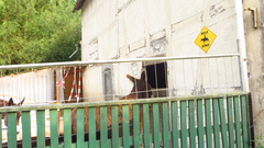 Equus asinus × caballus