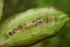 Neolasioptera vitinea