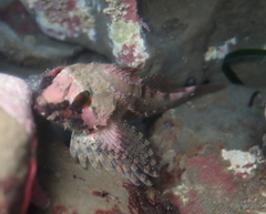 Oligocottus rubellio