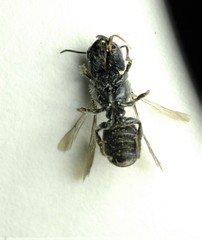 Protosmia rubifloris