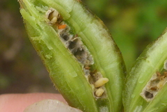 Neolasioptera vitinea