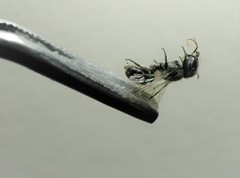 Protosmia rubifloris