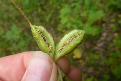 Neolasioptera vitinea