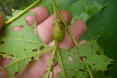 Neolasioptera vitinea