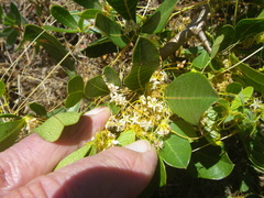 Cuscuta nitida