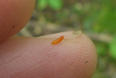 Schizomyia eupatoriflorae