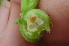 Schizomyia eupatoriflorae