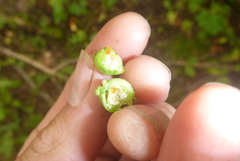 Schizomyia eupatoriflorae