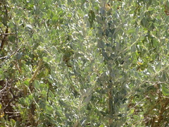 Atriplex lindleyi inflata