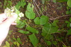 Schizomyia eupatoriflorae