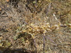 Cuscuta nitida