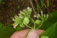 Schizomyia eupatoriflorae