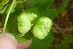 Schizomyia eupatoriflorae