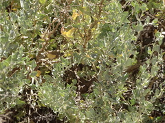 Atriplex lindleyi inflata