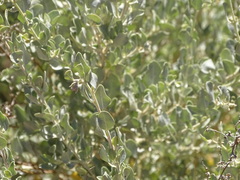 Atriplex lindleyi inflata