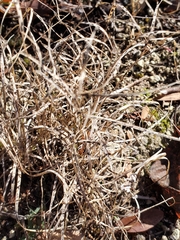 Bouteloua rigidiseta