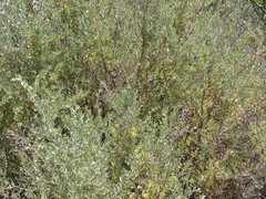 Atriplex lindleyi inflata