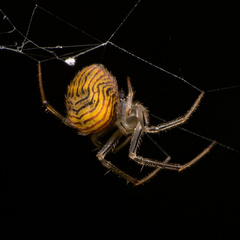 Bertrana rufostriata